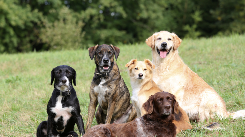 oli essenziali e cani: come utilizzarli con consapevolezza
