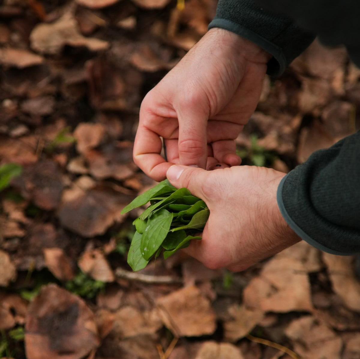 Foraging con Sascia Trevisan